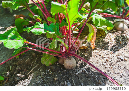 ビーツの栽培 129988510