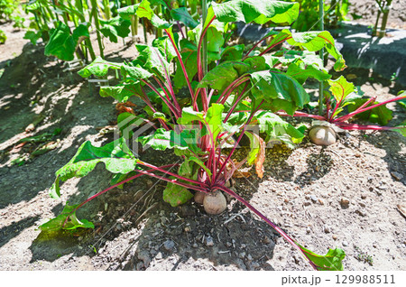 ビーツの栽培 129988511