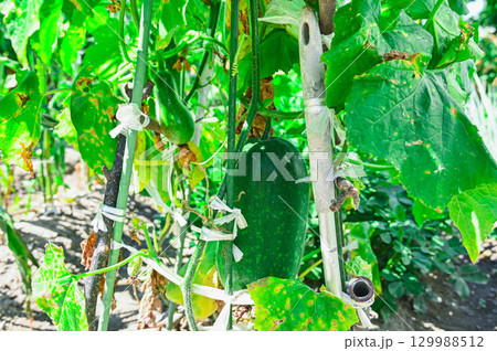 家庭菜園に実る冬瓜 129988512