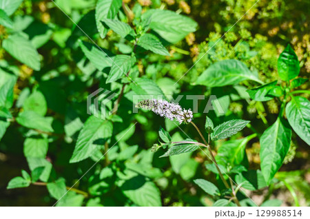 夏に咲くブラックペパーミントの花 夏に咲くブラックペパーミントの花 129988514