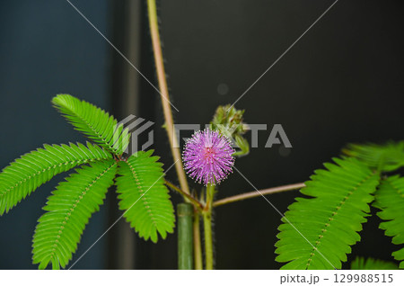 オジギソウの花 129988515