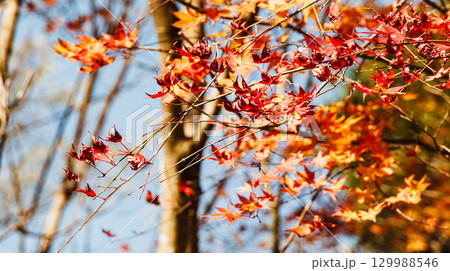 秋色の輝き 129988546
