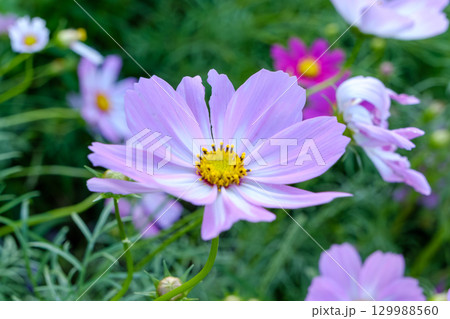 優しく咲く薄紫のコスモス 129988560