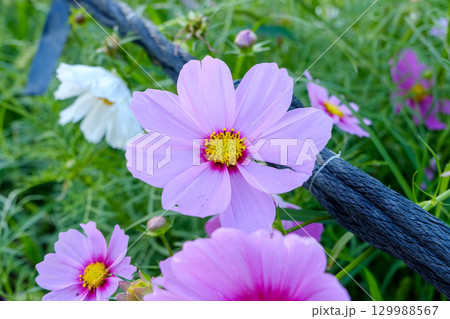 鮮やかなピンクのコスモスの花 鮮やかなピンクのコスモスの花 129988567