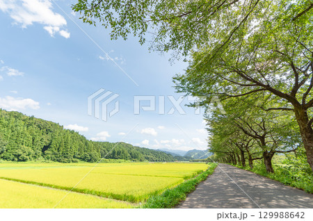 夏の胎内市 夏井の桜並木 129988642