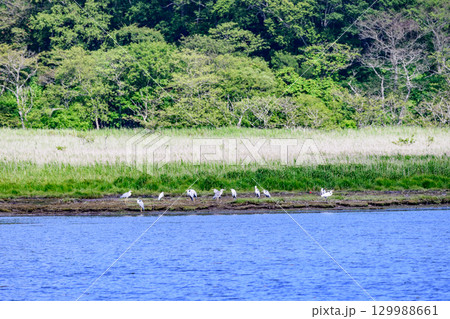 青空の下に広がる浜中町 幌戸湿原の汽水湖「幌戸沼」 青空の下に広がる浜中町 幌戸湿原の汽水湖「幌戸沼」 129988661