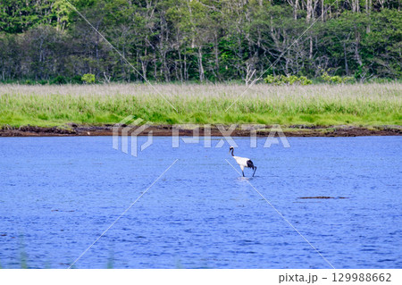 青空の下に広がる浜中町 幌戸湿原の汽水湖「幌戸沼」 青空の下に広がる浜中町 幌戸湿原の汽水湖「幌戸沼」 129988662