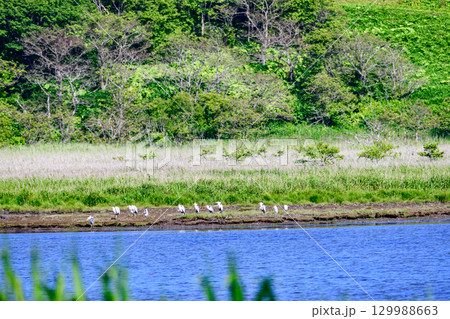 青空の下に広がる浜中町 幌戸湿原の汽水湖「幌戸沼」 青空の下に広がる浜中町 幌戸湿原の汽水湖「幌戸沼」 129988663