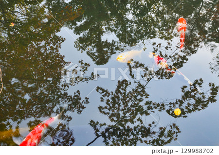 南禅寺の塔頭　天授庵　池泉回遊式庭園の美しい池（京都府京都市左京区） 129988702