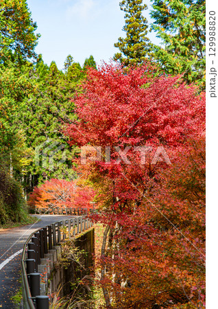 紅葉に染まる大井平公園 129988820