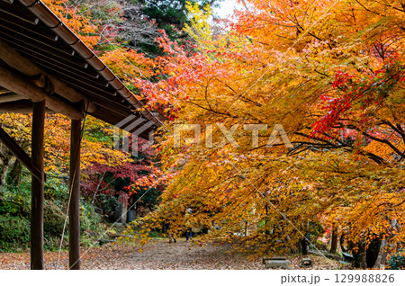 紅葉に染まる大井平公園 129988826