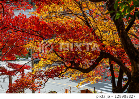 紅葉に染まる大井平公園 129988827