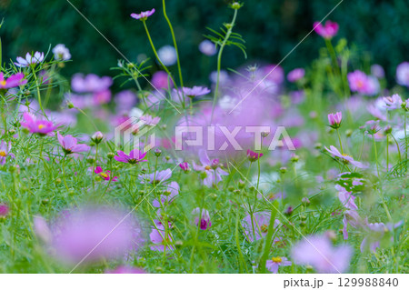やわらかく揺れるピンクのコスモス畑 129988840