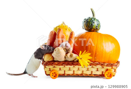 A rat carries autumn vegetables in a basket on wheels. 129988905