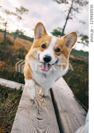 Happy corgi exploring a wooden pathway through grass during a sunny day in the park Happy corgi exploring a wooden pathway through grass during a sunny day in the park 129988936