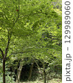 二上山の新緑 129989060