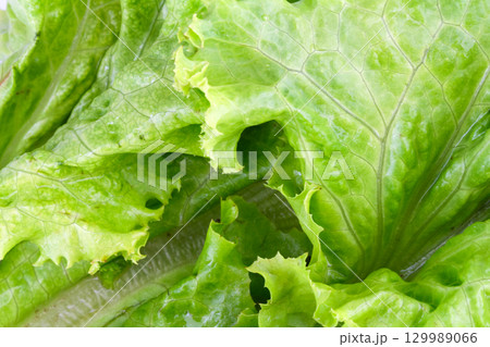 Close-up of green lettuce showing texture and details Close-up of green lettuce showing texture and details 129989066