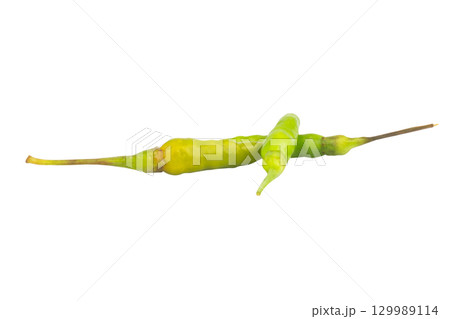 Fresh green chili on white background Fresh green chili on white background 129989114