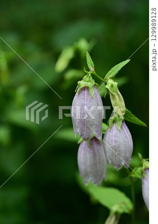 薄紫色の初夏の花　ホタルブクロ 129989128