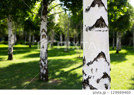 Scenic view of birch tree grove in park. The white bark of trees contrasts beautifully with lush green grass, creating peaceful and natural outdoor environment 129989460