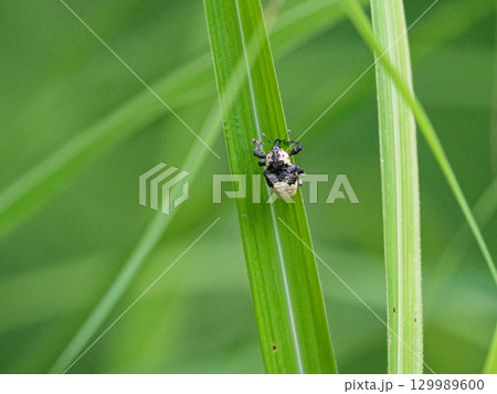 パンダ模様のゾウムシ　オジロアシナガゾウムシ 129989600