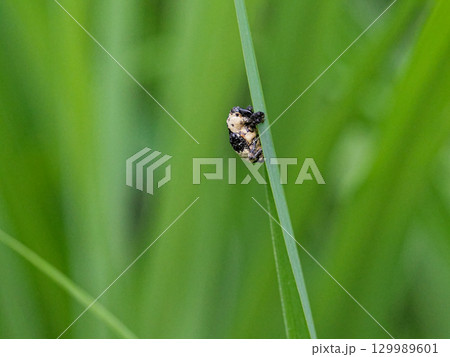 パンダ模様のゾウムシ　オジロアシナガゾウムシ 129989601