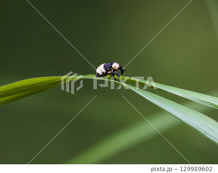 パンダ模様のゾウムシ　オジロアシナガゾウムシ 129989602