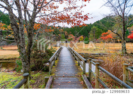 紅葉に染まる段戸裏谷原生林 きららの森 129989633