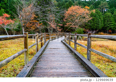紅葉に染まる段戸裏谷原生林 きららの森 129989639