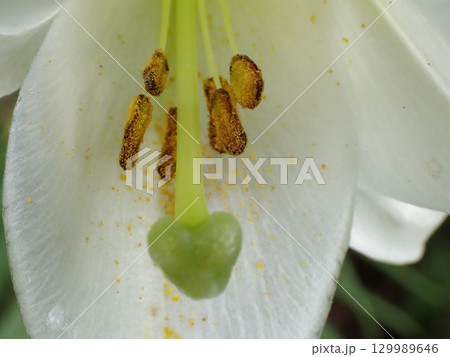 清楚な白い花　タカサゴユリ 129989646
