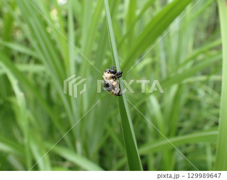 パンダ模様のゾウムシ オジロアシナガゾウムシ パンダ模様のゾウムシ オジロアシナガゾウムシ 129989647