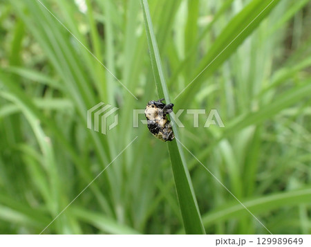 パンダ模様のゾウムシ オジロアシナガゾウムシ パンダ模様のゾウムシ オジロアシナガゾウムシ 129989649