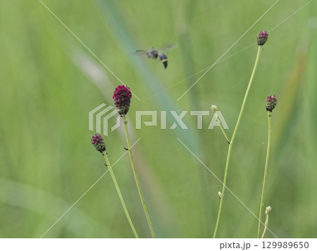 バラ科ワレモコウの赤褐色の花 バラ科ワレモコウの赤褐色の花 129989650