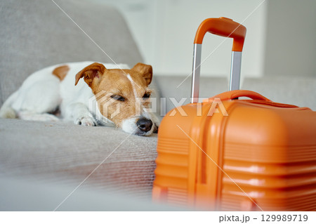 Small dog lying on couch near orange suitcase 129989719