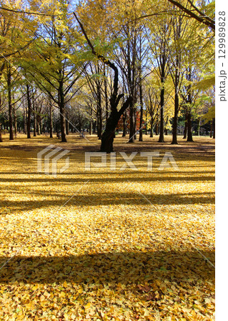 代々木公園の紅葉 代々木公園の紅葉 129989828