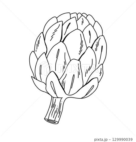 Hand drawn artichoke in line art style black ink vegetable sketch for coloring or design 129990039