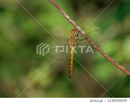 世界を旅するトンボ トンボ科ウスバキトンボ♀ 129990049