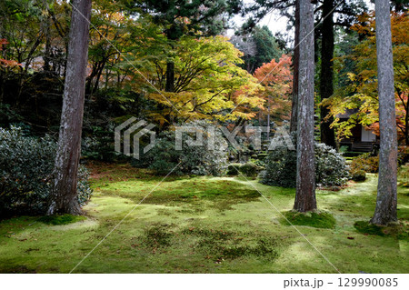 京都府京都市_三千院紅葉3_2024年11月 129990085