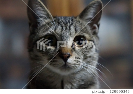 猫 129990343