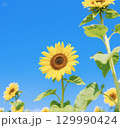 青空とひまわり 129990424
