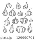 Pumpkins Line Art Illustration, Outline Pumpkin arrangement Hand Drawn Illustration 129990701