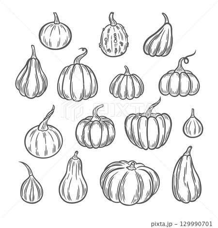 Pumpkins Line Art Illustration, Outline Pumpkin arrangement Hand Drawn Illustration 129990701