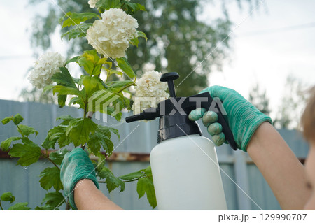 Amidst a lively garden, someone applies a protective spray, with viburnum leaves damaged in a detailed close-up. Amidst a lively garden, someone applies a protective spray, with viburnum leaves damaged in a detailed close-up. 129990707