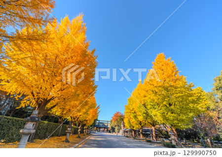 東京 秋の靖国神社 イチョウ並木 129990750
