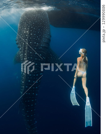 Freediver swims with giant whale shark in deep blue ocean, harmony of human and marine life Freediver swims with giant whale shark in deep blue ocean, harmony of human and marine life 129990886