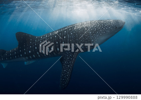 Whale shark swims gracefully underwater in blue ocean Whale shark swims gracefully underwater in blue ocean 129990888