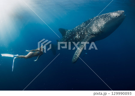 Freediver swimming with a giant whale shark in the blue sea, stunning underwater adventure. Freediver swimming with a giant whale shark in the blue sea, stunning underwater adventure. 129990893