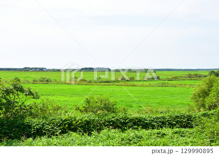 JR北海道、根室本線の厚床駅から浜中駅までの車窓風景 129990895