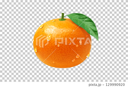 Mandarin orange illustration realistic mandarin orange 129990920