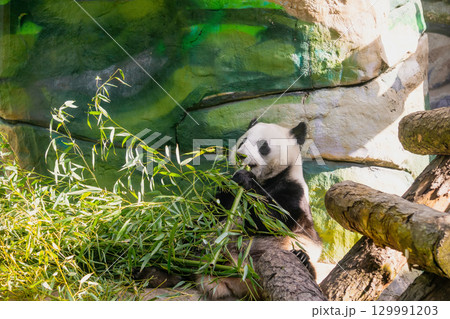 panda eating bamboo in zoo outdoor 129991203